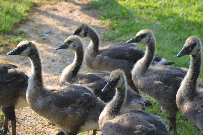 geese-adolescent