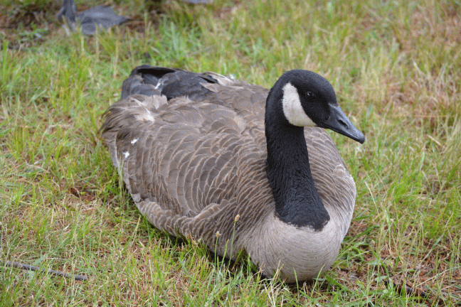 goose-sitting