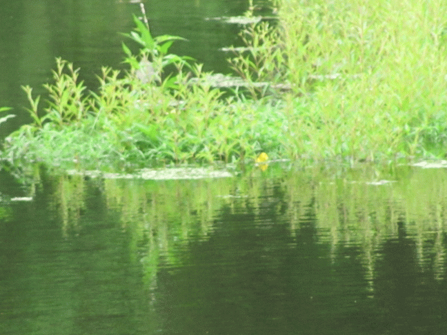 pond-with-grass-summer-14 - Copy - Copy