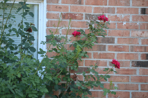 roses-on-the-wall