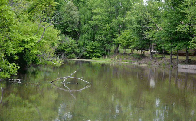 the-pond--high-summer