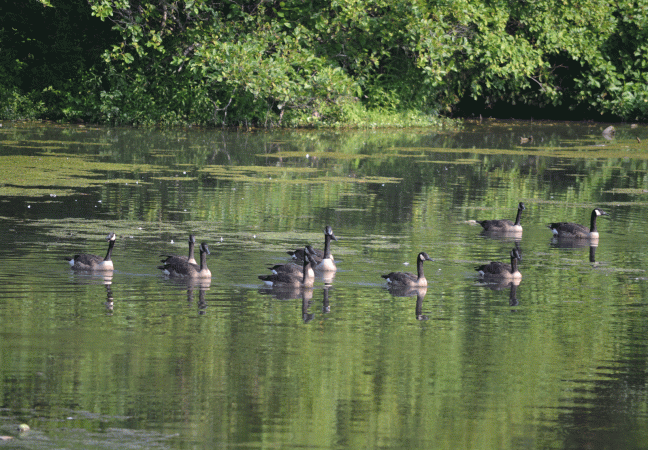 geese-in-glassy-water-two