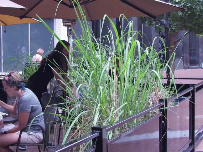 on-the-mall-greenery-2014