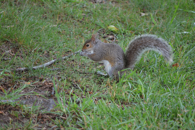 squirrel-in-summer