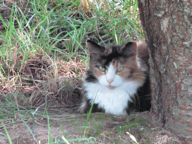 Tizzy-calico-cat-in-the-gra