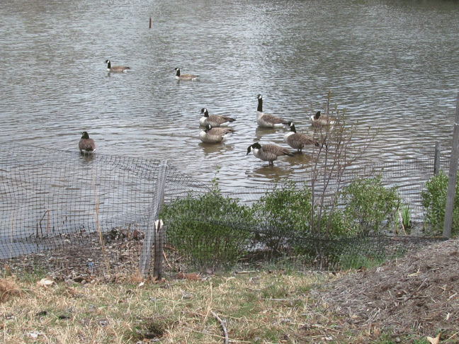 geese-in-a-gaggle