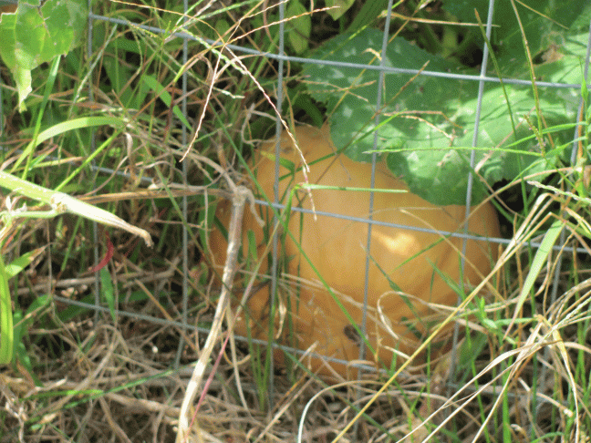school-garden-pumpkin